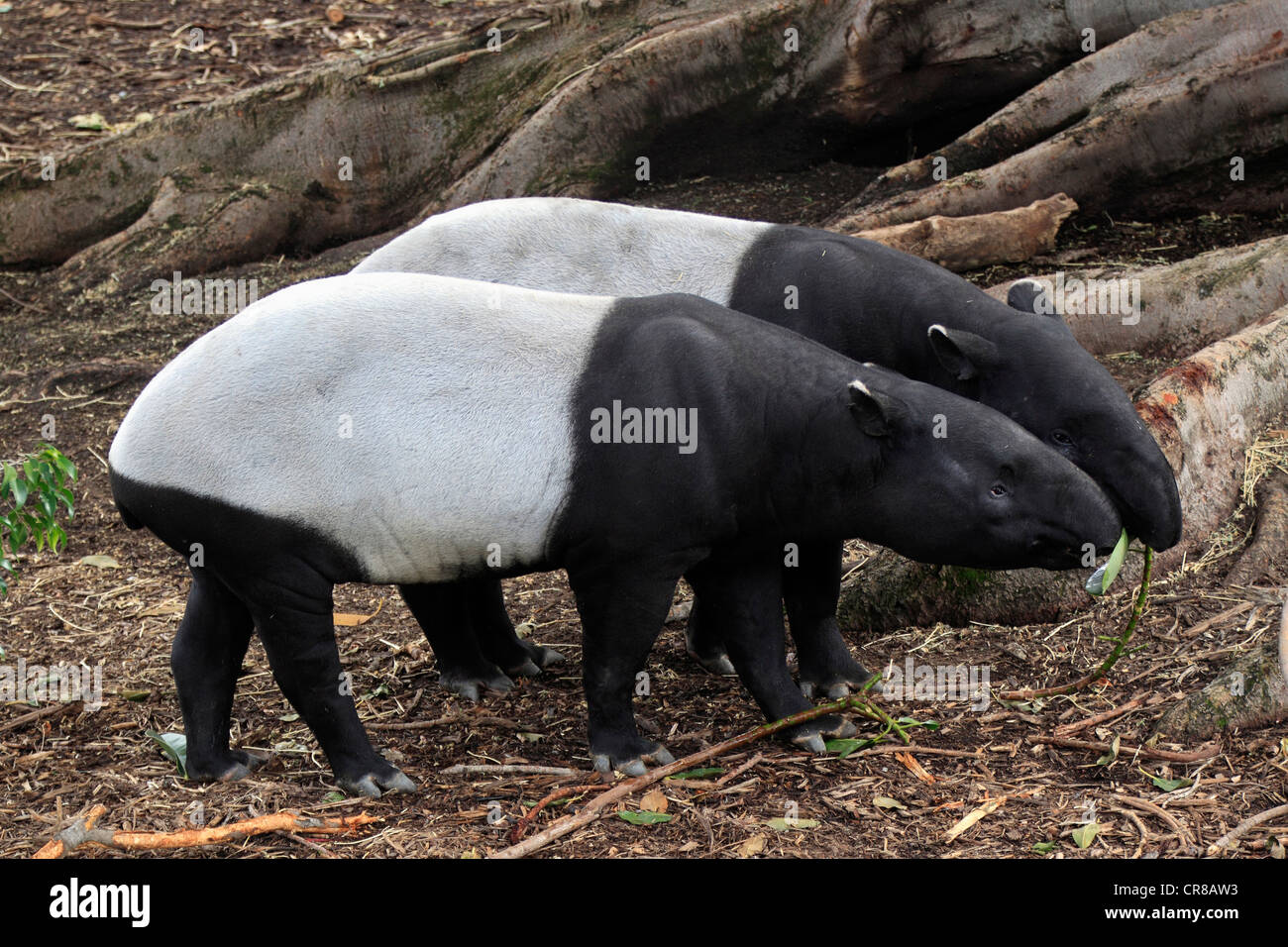 Malayan tapir (Tapirus indicus), feeding pair, Asia Stock Photo