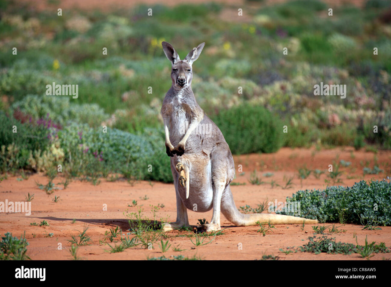 Red Kangaroo (Macropus rufus) female adult and young, Tibooburra, Sturt National Park, New South Wales, Australia Stock Photo