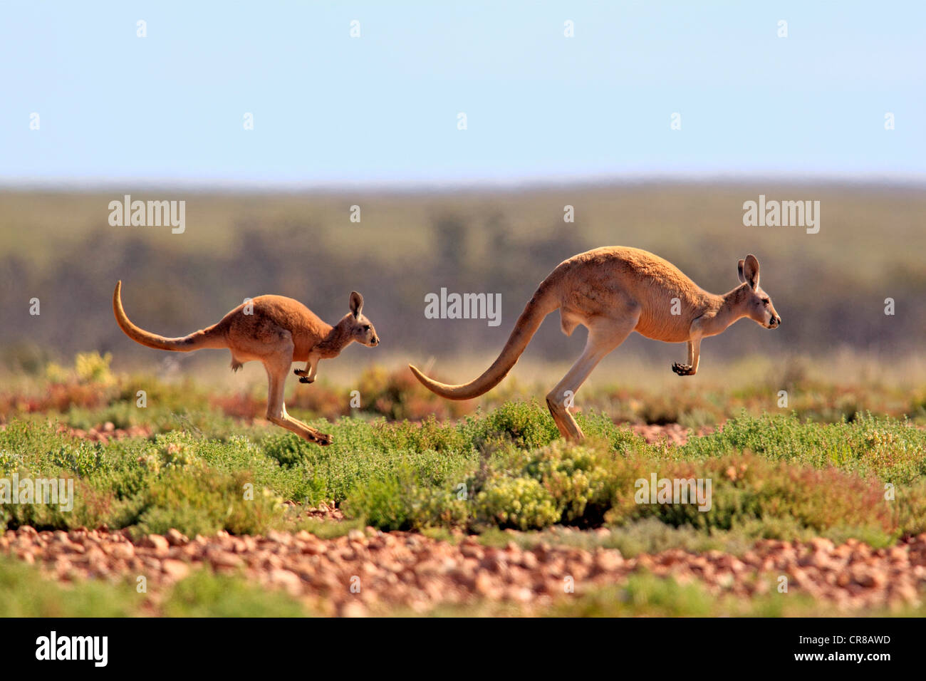 Red Kangaroo (Macropus rufus) jumping adult female and young, Tibooburra, Sturt National Park, New South Wales, Australia Stock Photo