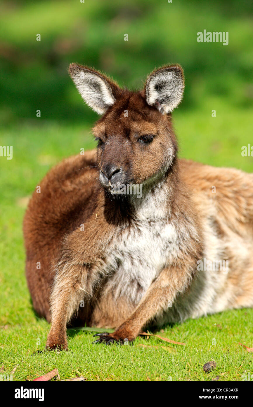 Kangaroo Island Kangaroo (Macropus fuliginosus fuliginosus), subspecies of the Western Gray Kangaroo, adult, , Australia Stock Photo