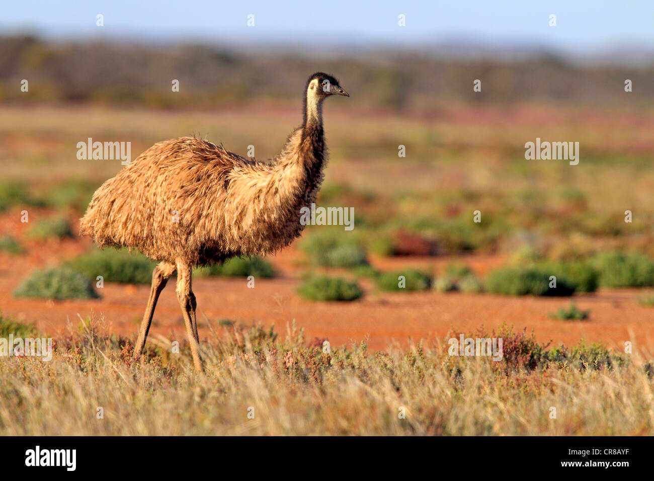Emu (Dromaius novaehollandiae), Sturt National Park, New South Wales, Australia Stock Photo