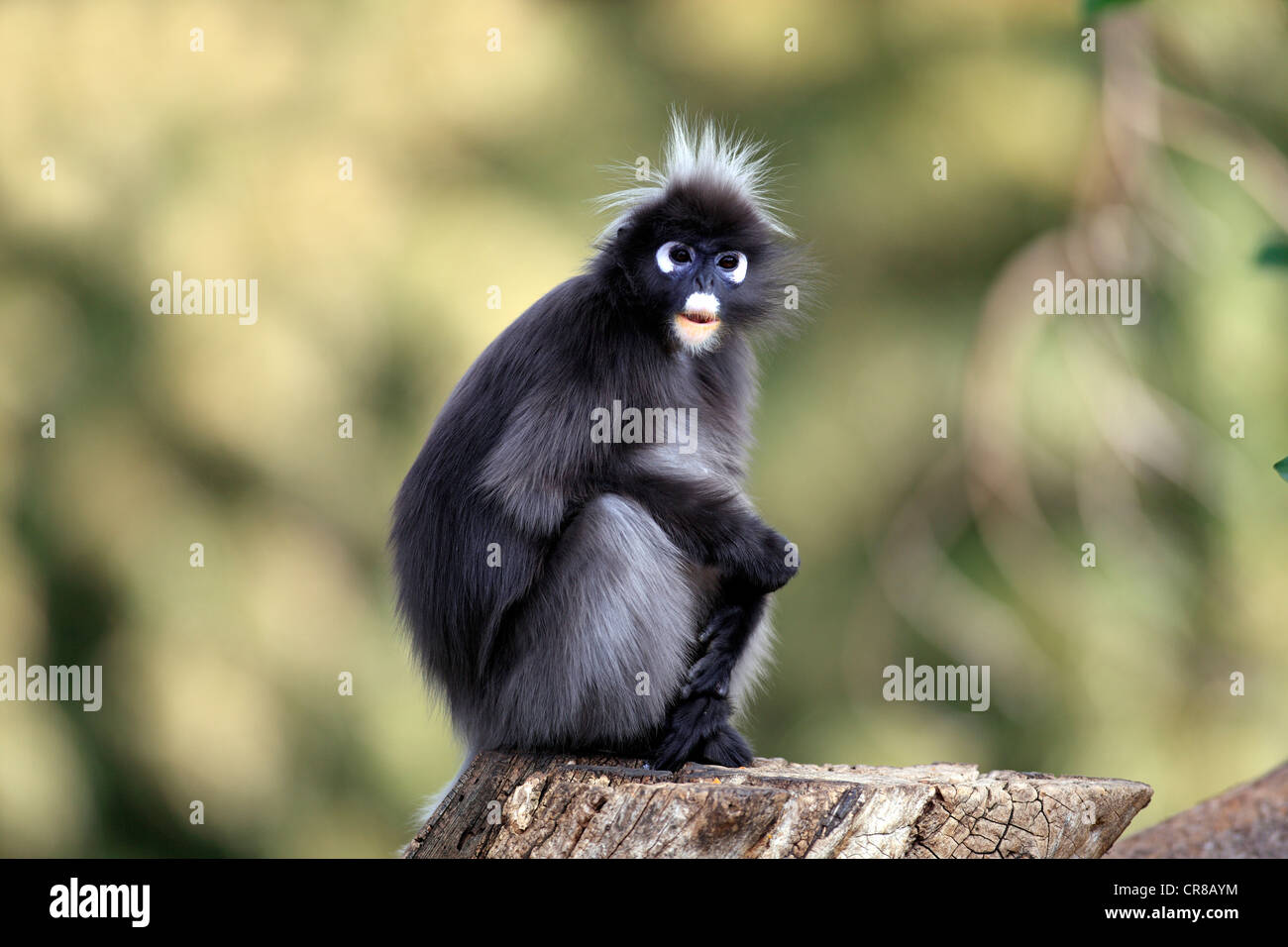 Dusky Leaf Monkey With A Baby Stock Photo - Download Image Now