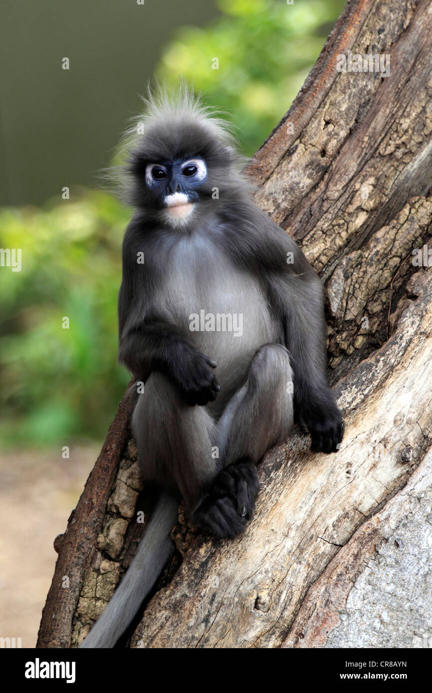 Dusky Leaf Monkey, Spectacled Langur, or Spectacled Leaf Monkey (Trachypithecus obscurus), male adult in tree, Asia Stock Photo
