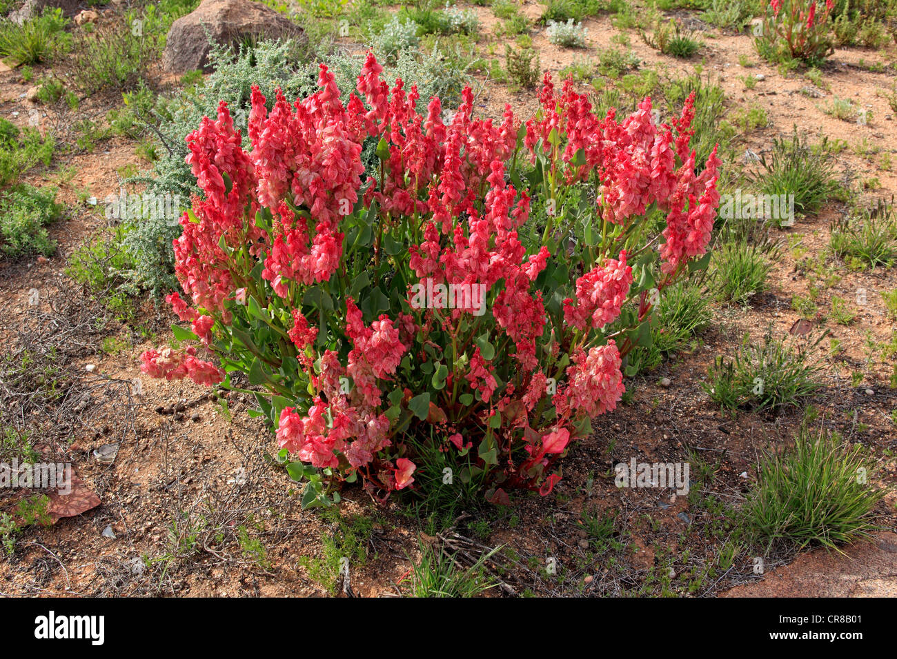 Bladderdock (Rumex vesicarius), flowers in the desert, Sturt National Park, New South Wales, Australia Stock Photo