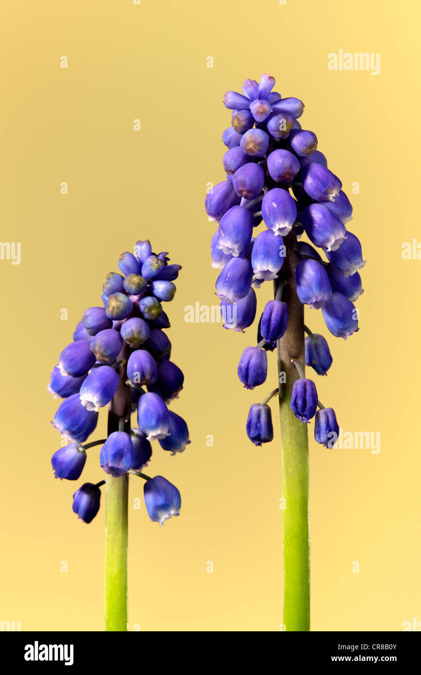 Grape hyacinth (Muscari latifolium), flower Stock Photo