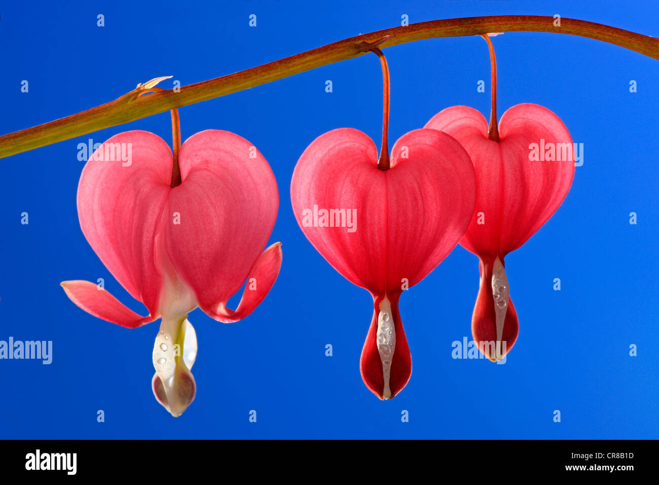 Bleeding Heart or Lyreflower (Dicentra spectabilis), flowers Stock