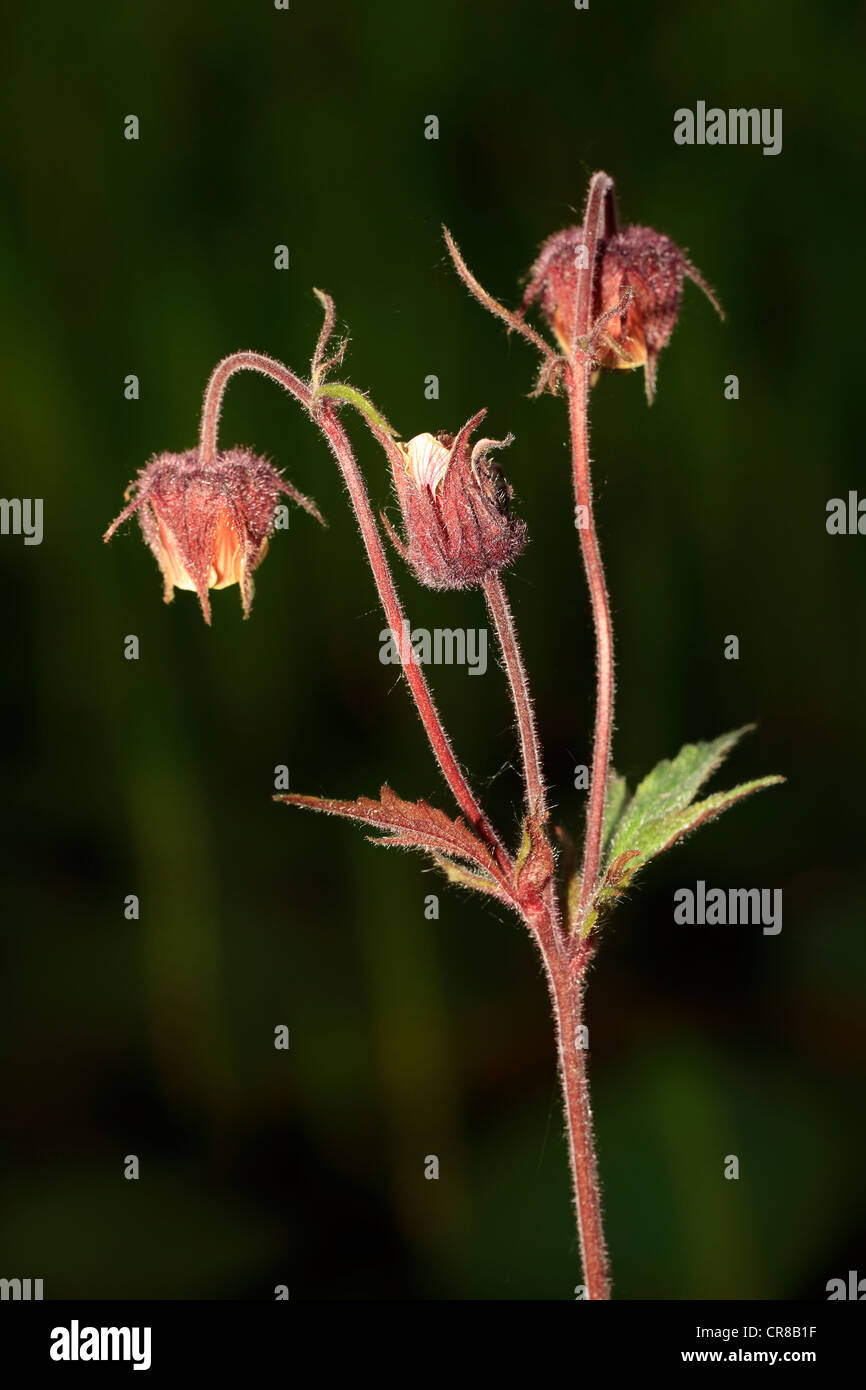Purple Marshlocks, Swamp Cinquefoil or Marsh Cinquefoil (Potentilla palustris), flower Stock Photo