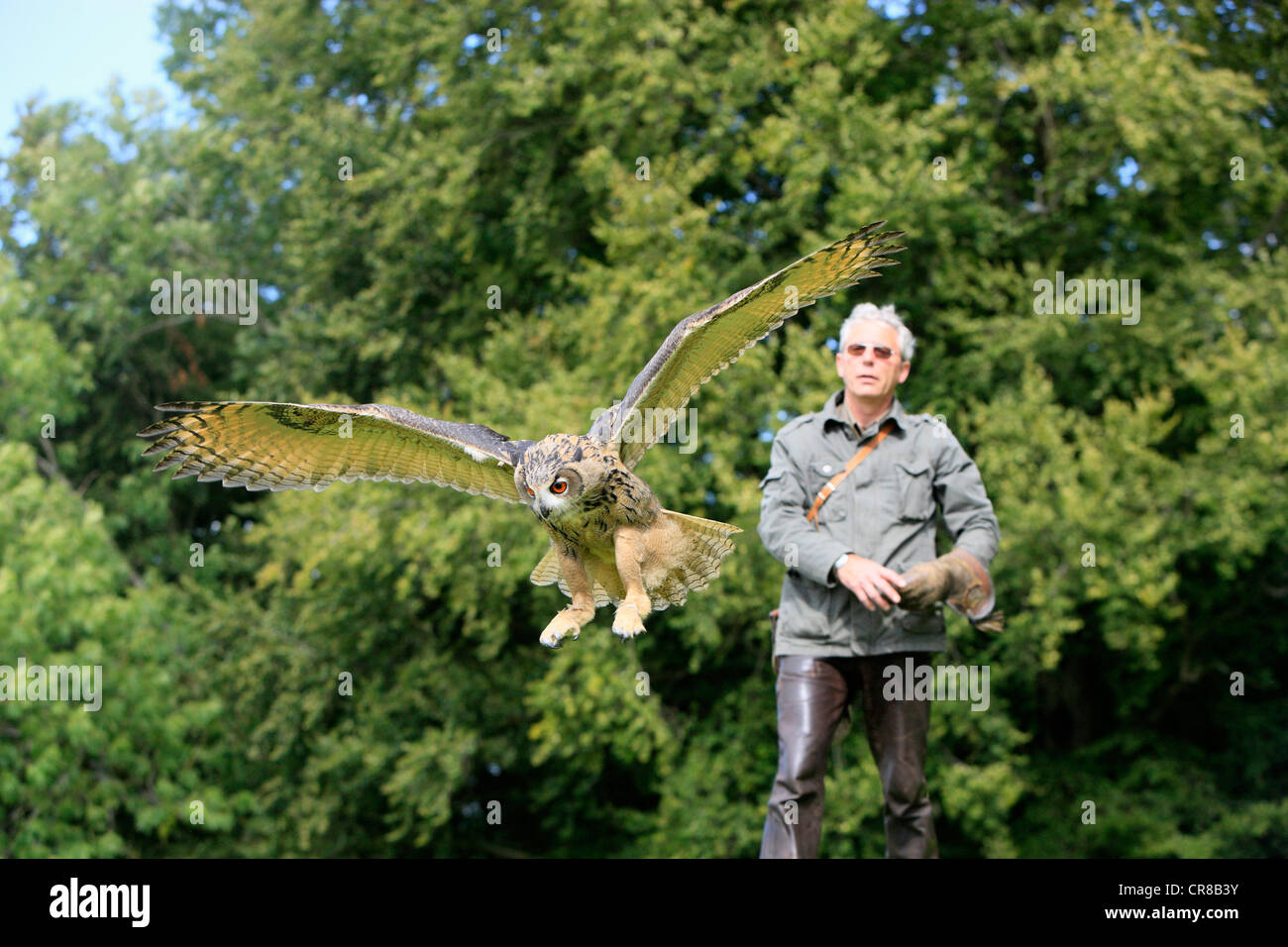 Falconer and flying eagle owl (Bubo bubo), show, Kasselburg, Rhineland-Palatinate, Germany, Europe Stock Photo