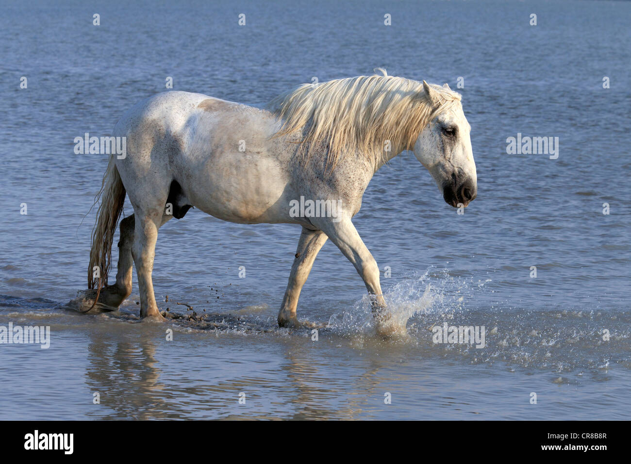 Camargue horse (Equus caballus), in water, Saintes-Marie-de-la-Mer, Camargue, France, Europe Stock Photo