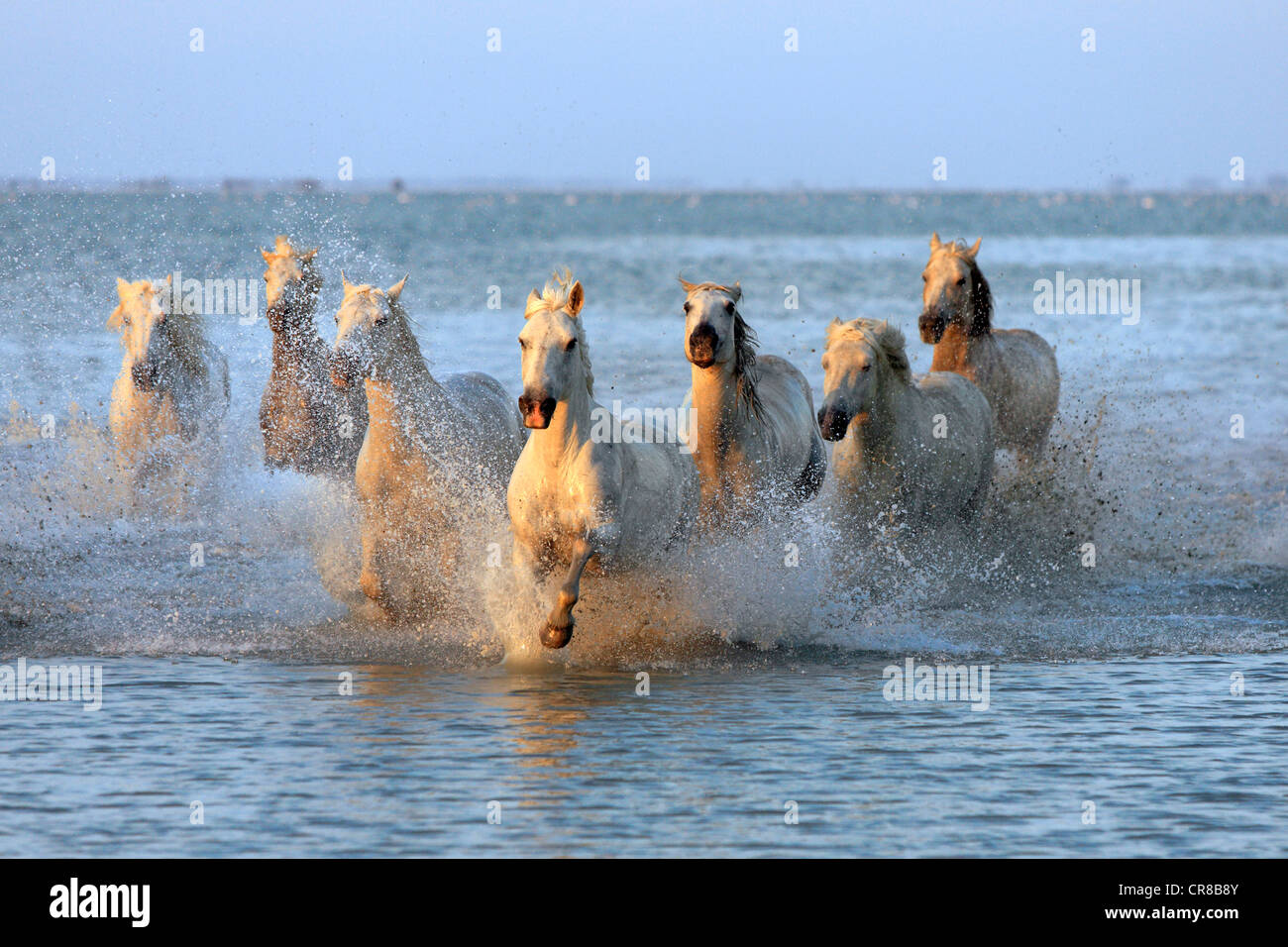 Camargue horses (Equus caballus), herd gallopping through water, evening mood, Saintes-Marie-de-la-Mer, Camargue, France, Europe Stock Photo