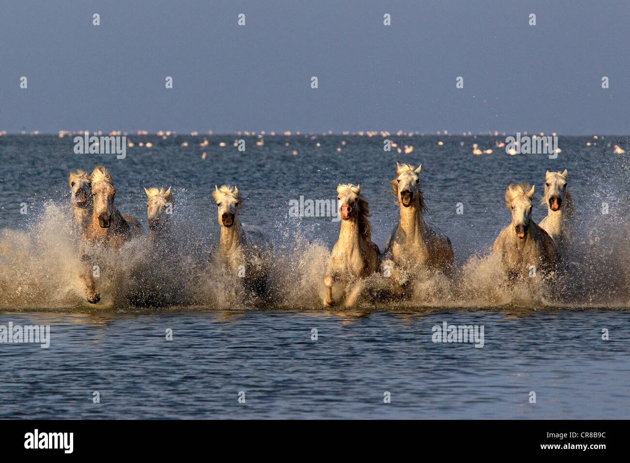 Camargue horses (Equus caballus), herd gallopping through water, Saintes-Marie-de-la-Mer, Camargue, France, Europe Stock Photo