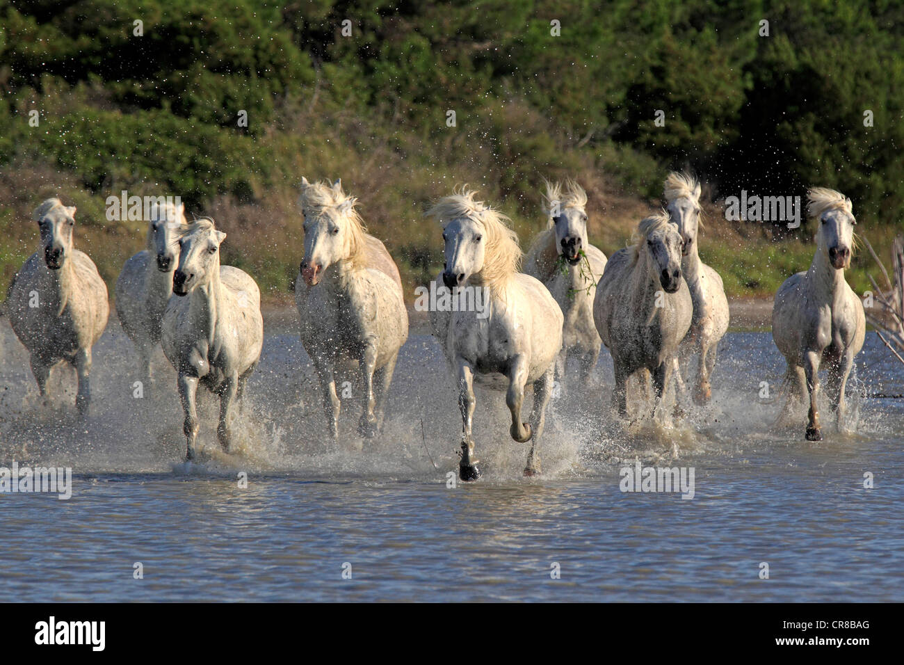 Camargue horses (Equus caballus), herd, gallopping through water, Saintes-Marie-de-la-Mer, Camargue, France, Europe Stock Photo