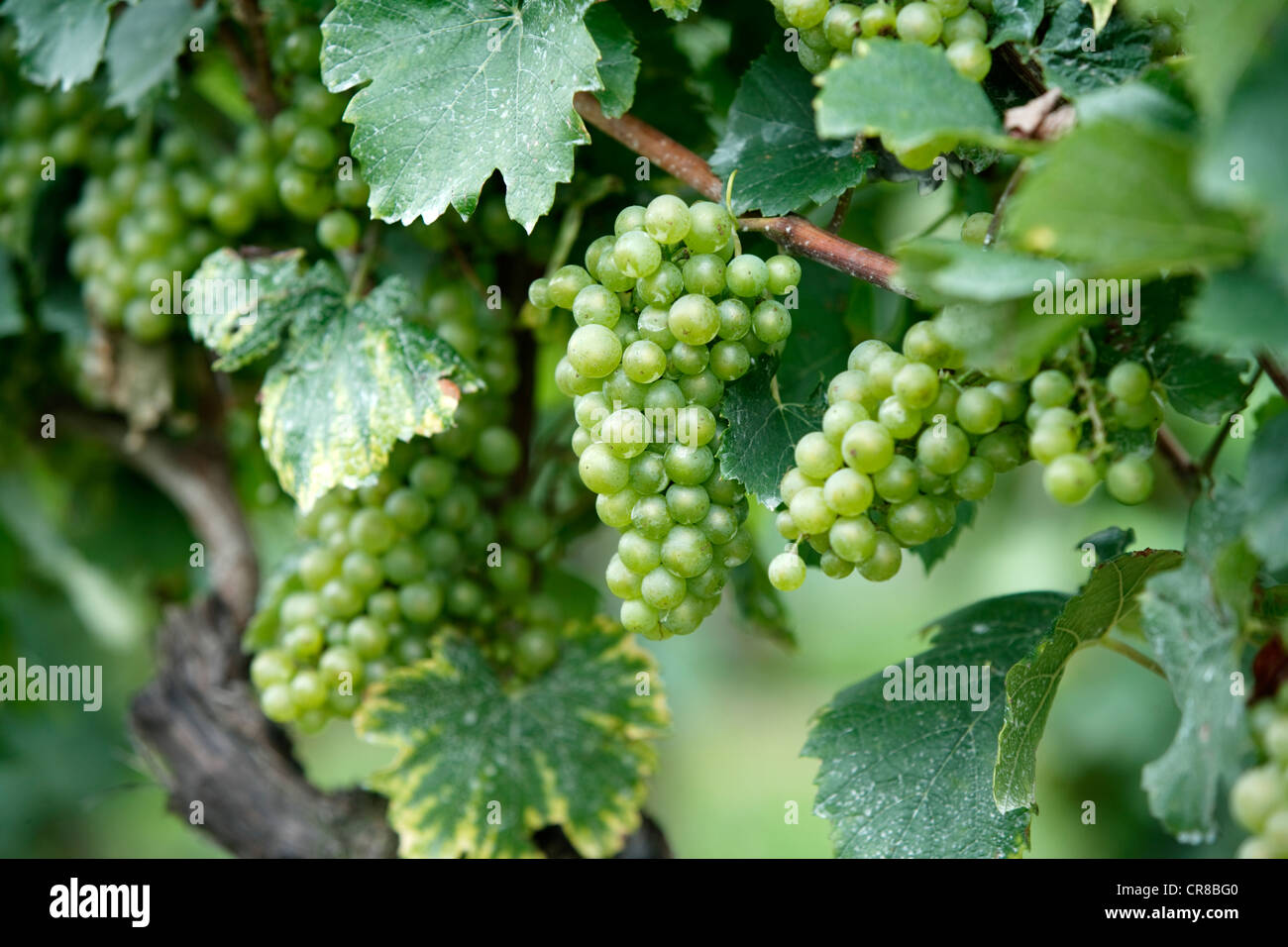 Grapevine (Vitis vinifera), grapes, Pfalz, Palatinate, Germany, Europe Stock Photo