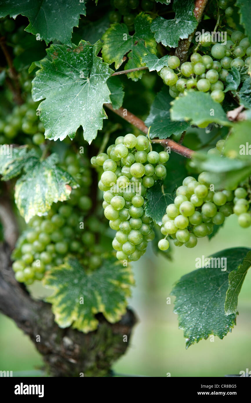 Grapevine (Vitis vinifera), grapes, Pfalz, Palatinate, Germany, Europe Stock Photo