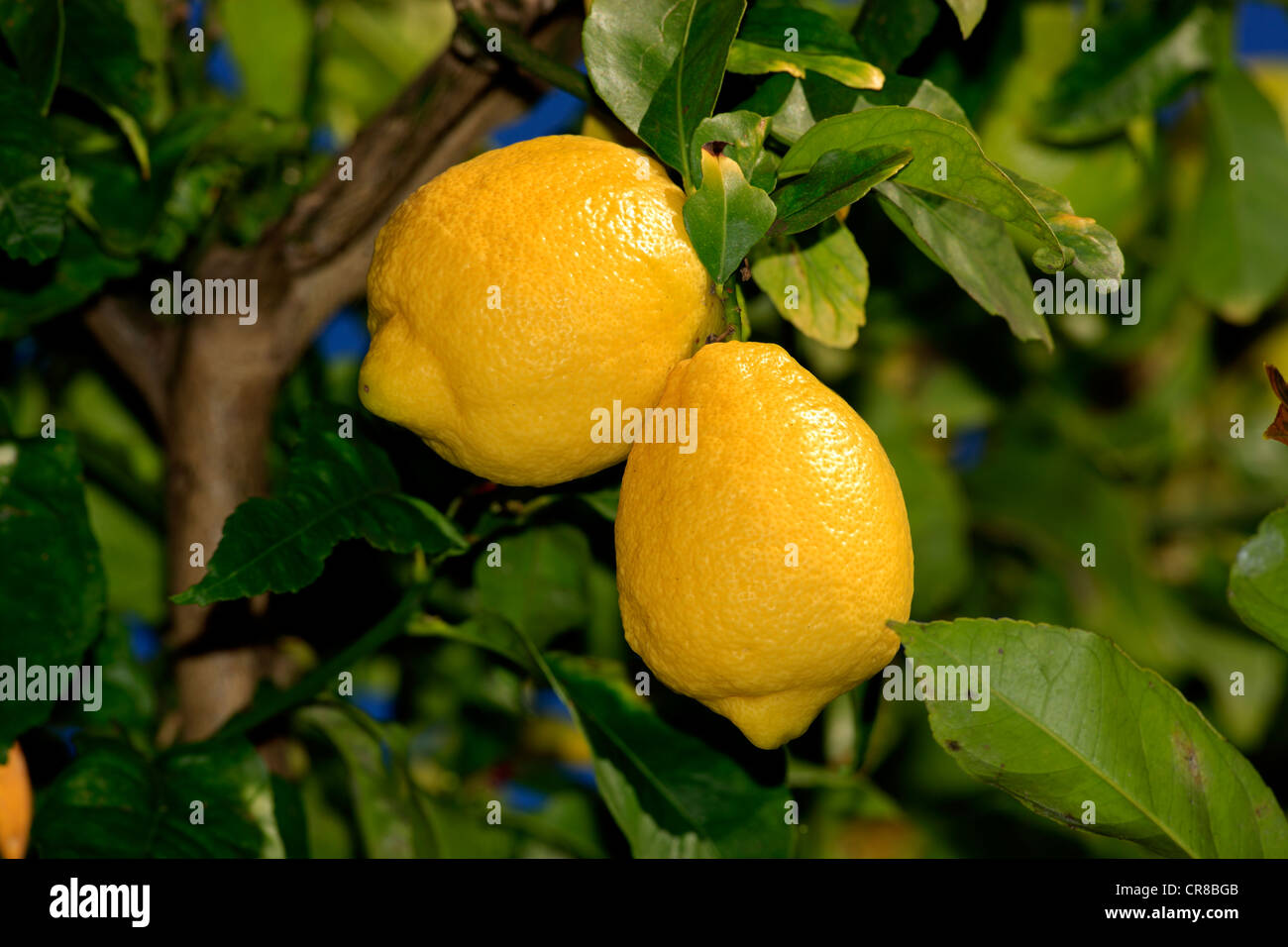 Lemons (Citrus limon), fruit on the tree, Solana Beach, California, USA Stock Photo
