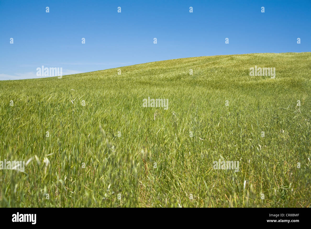 Grassy Plain Stock Photos & Grassy Plain Stock Images Alamy