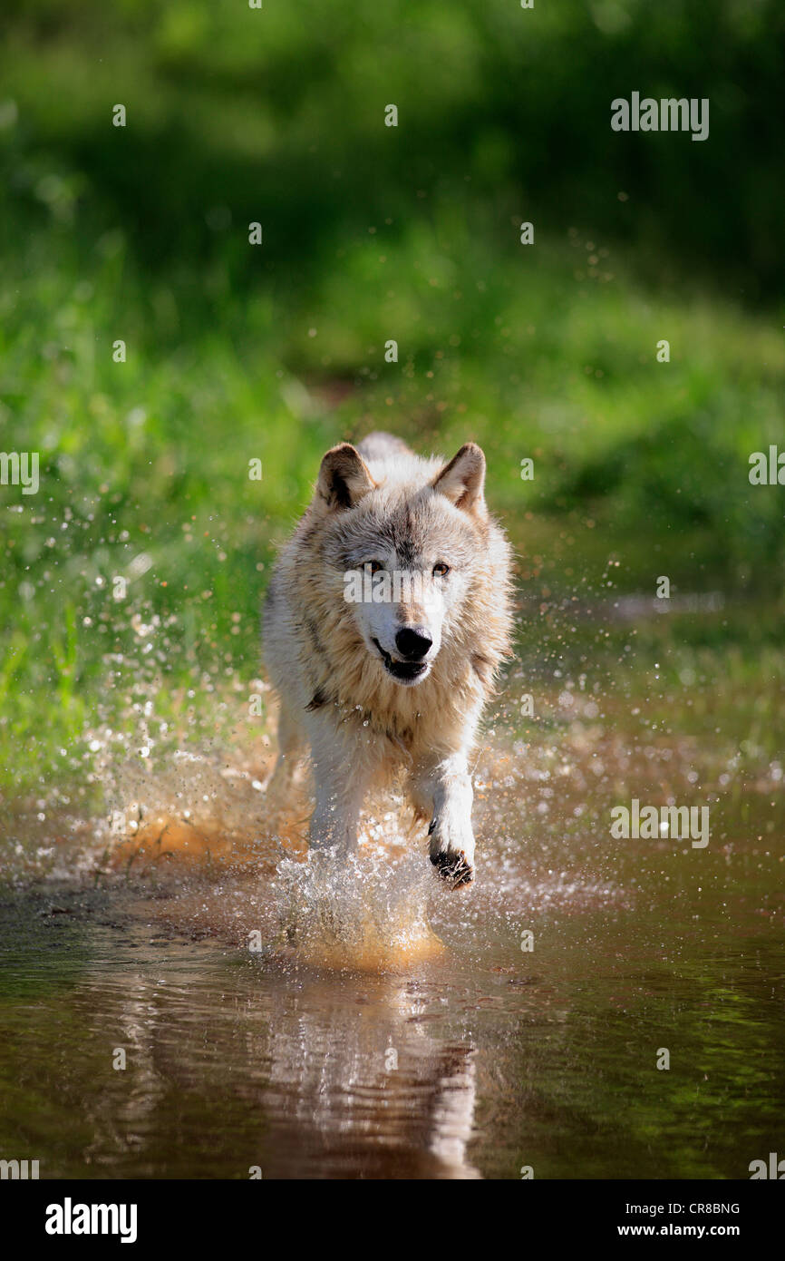 Wolf (Canis lupus), adult, running through water, Minnesota, USA, North America Stock Photo