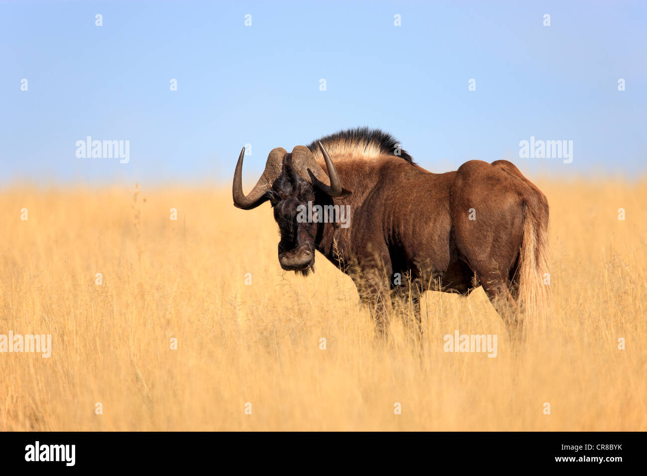 Black Wildebeest or White-tailed Gnu (Connochaetes gnou), adult, Mountain Zebra National Park, South Africa, Africa Stock Photo