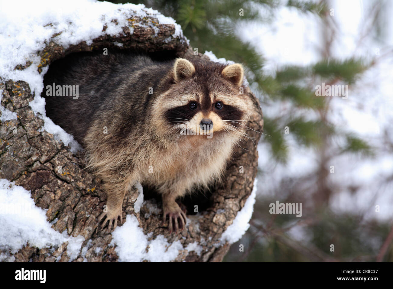 Raccoon (Procyon lotor), snow, den, Montana, USA Stock Photo