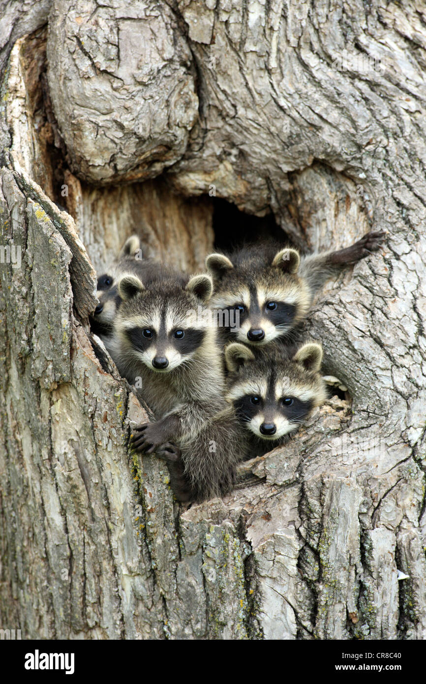 Raccoons (Procyon lotor), kits peeping out of den, portrait, Minnesota, USA Stock Photo
