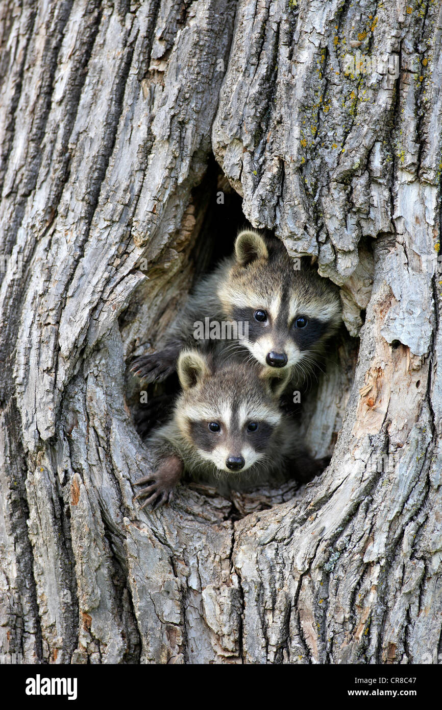Raccoons (Procyon lotor), kits peeping out of den, portrait, Minnesota, USA Stock Photo