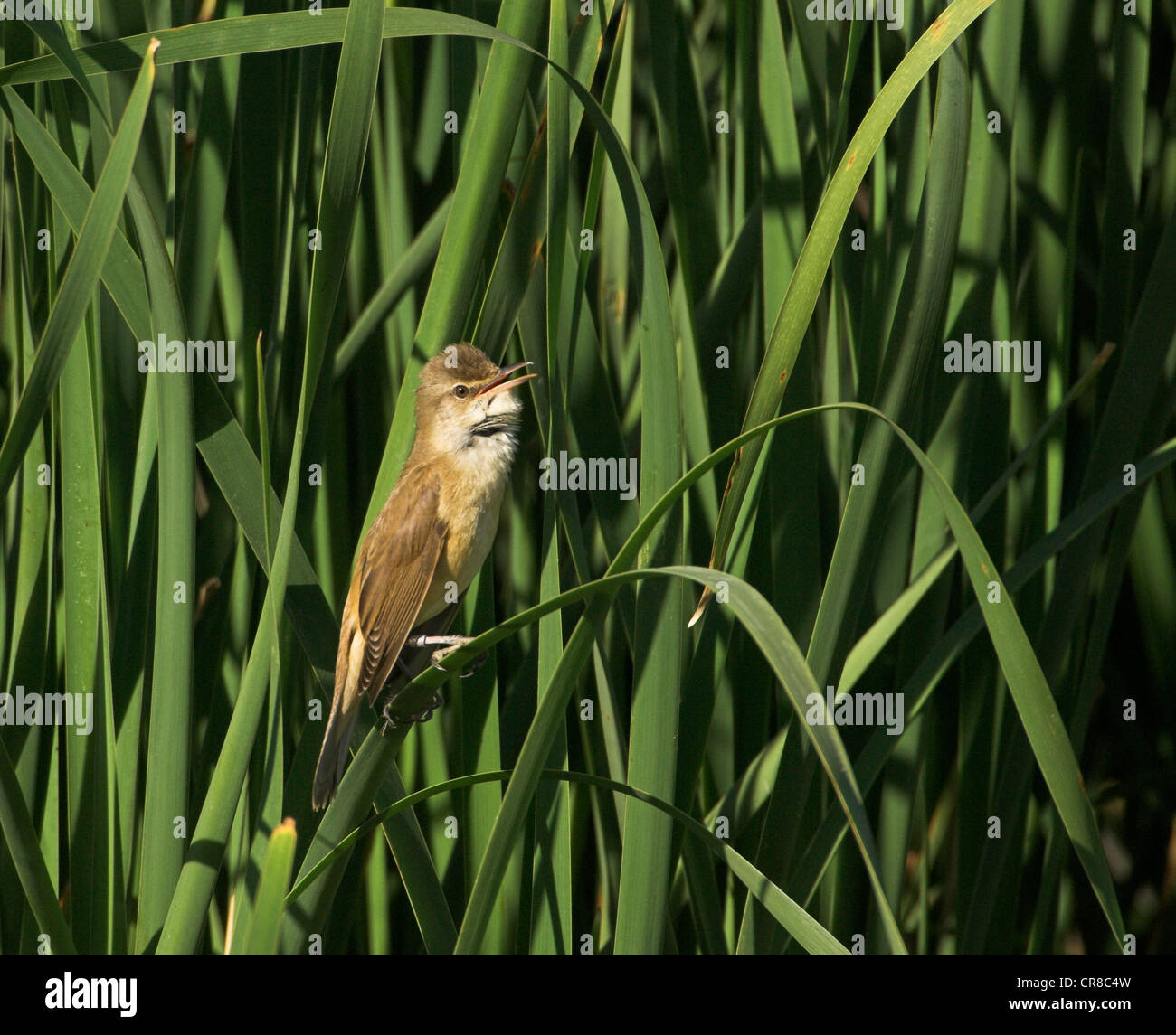 Great Reed Warbler Acrocephalus arundinaceus singing in reed bed Spain