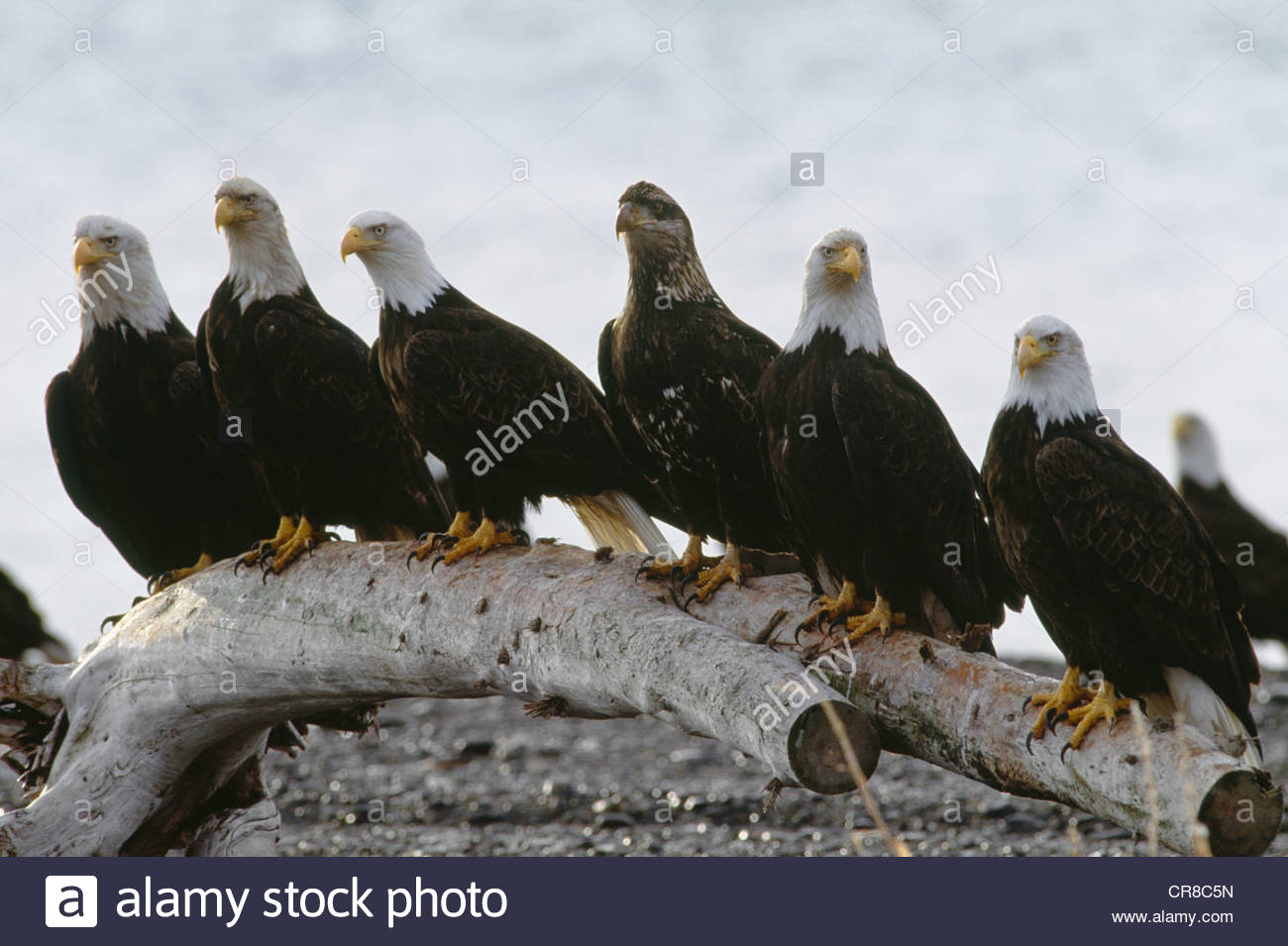 Group Of Eagles Stock Photos & Group Of Eagles Stock Images Alamy