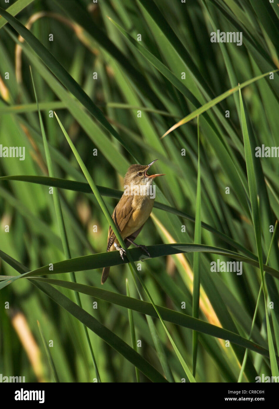 Great Reed Warbler Acrocephalus arundinaceus singing in reed bed Spain