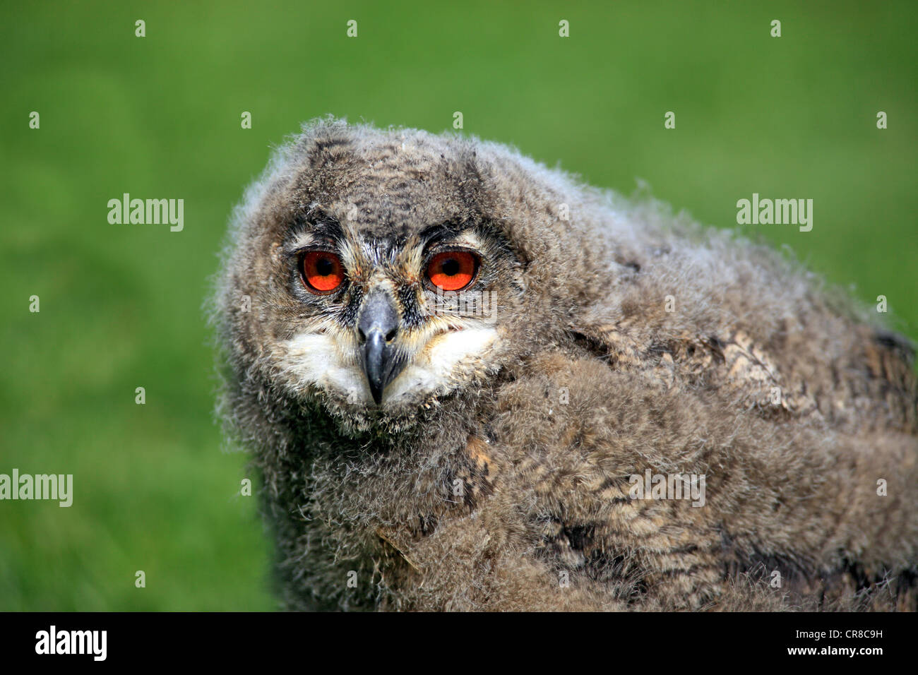 Eagle Owl (Bubo bubo), young bird, portrait, Germany, Europe Stock Photo