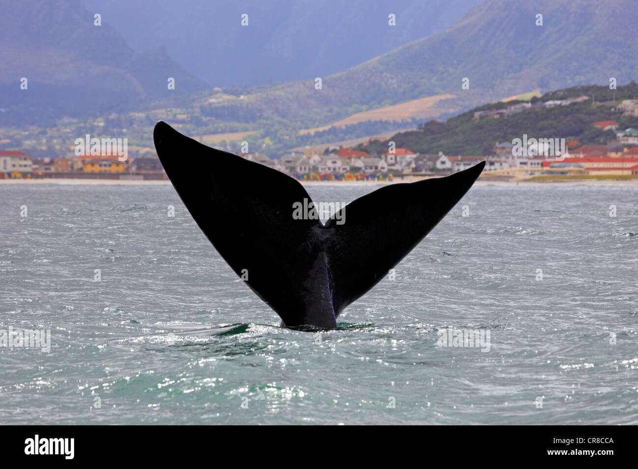 Fluke, Southern Right Whale (Balaena glacialis), adult, Simon's Town, South Africa, Africa Stock Photo