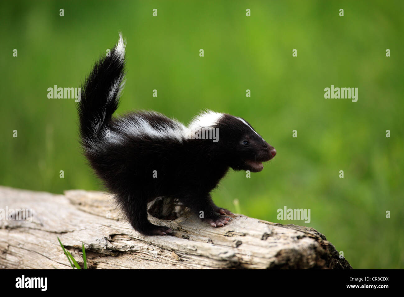 Striped Skunk (Mephitis mephitis), juvenile, one month, on tree trunk, Minnesota, USA Stock Photo