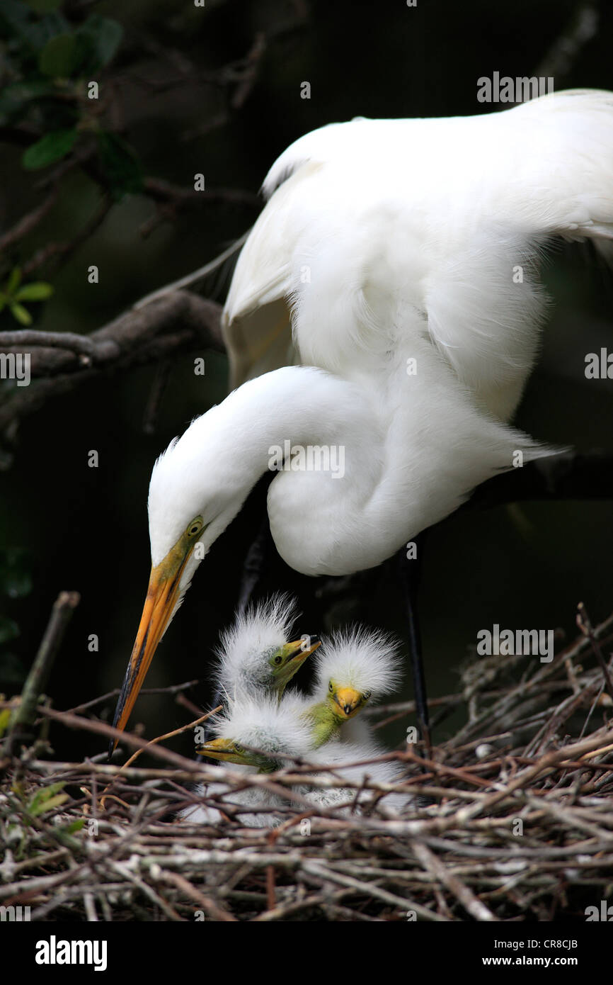 Great Egret (Egretta alba), juvenile birds, chicks in the nest, Florida, USA Stock Photo