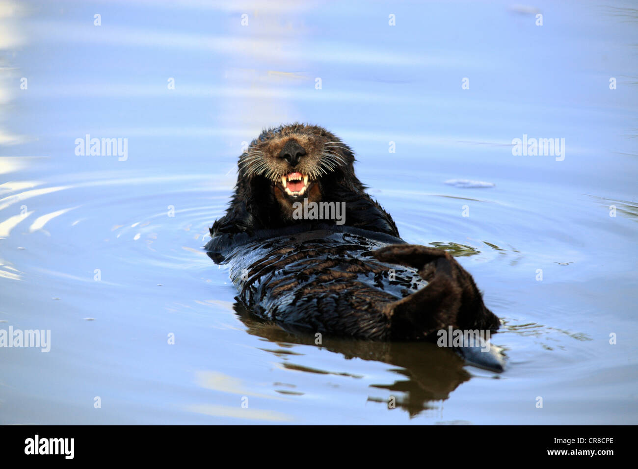 Sea otter (Enhydra lutris), adult, female, in the water, yawning, Monterey, California, USA Stock Photo
