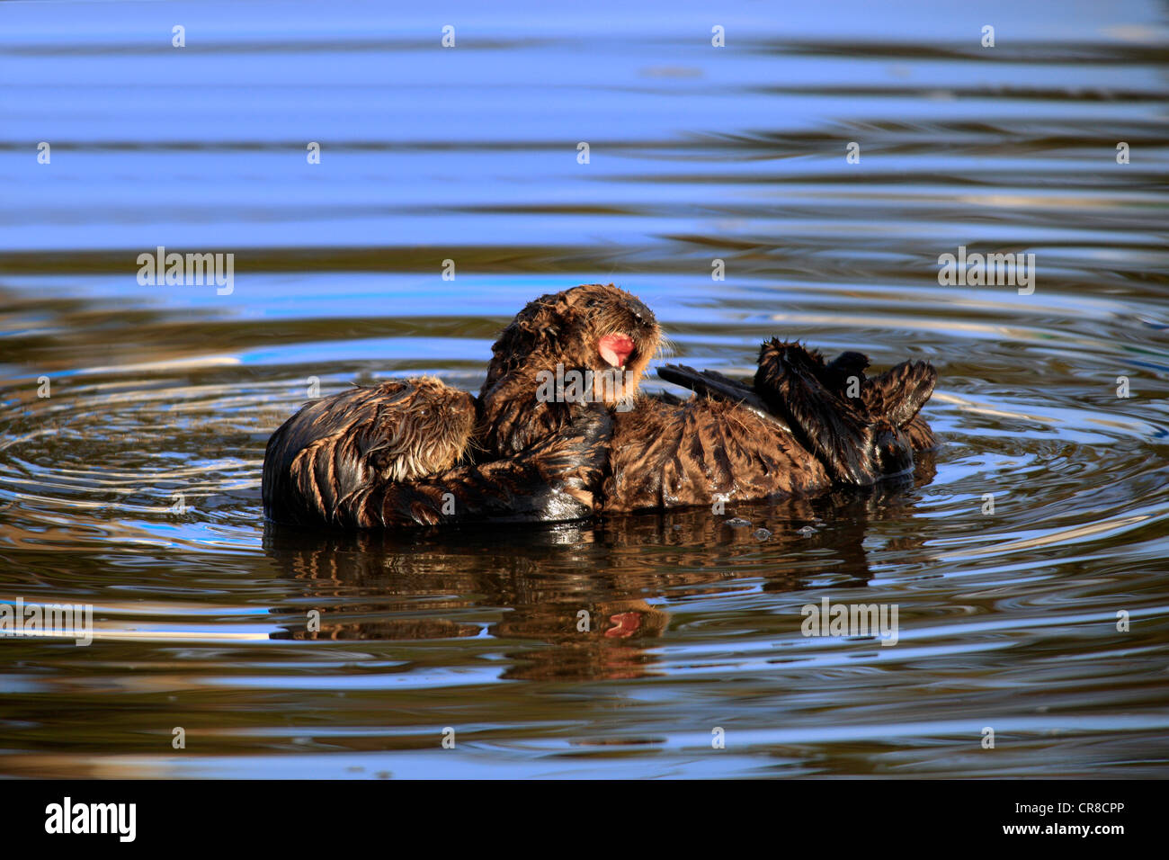 Sea otters (Enhydra lutris), mother with young, in the water, Monterey, California, USA Stock Photo