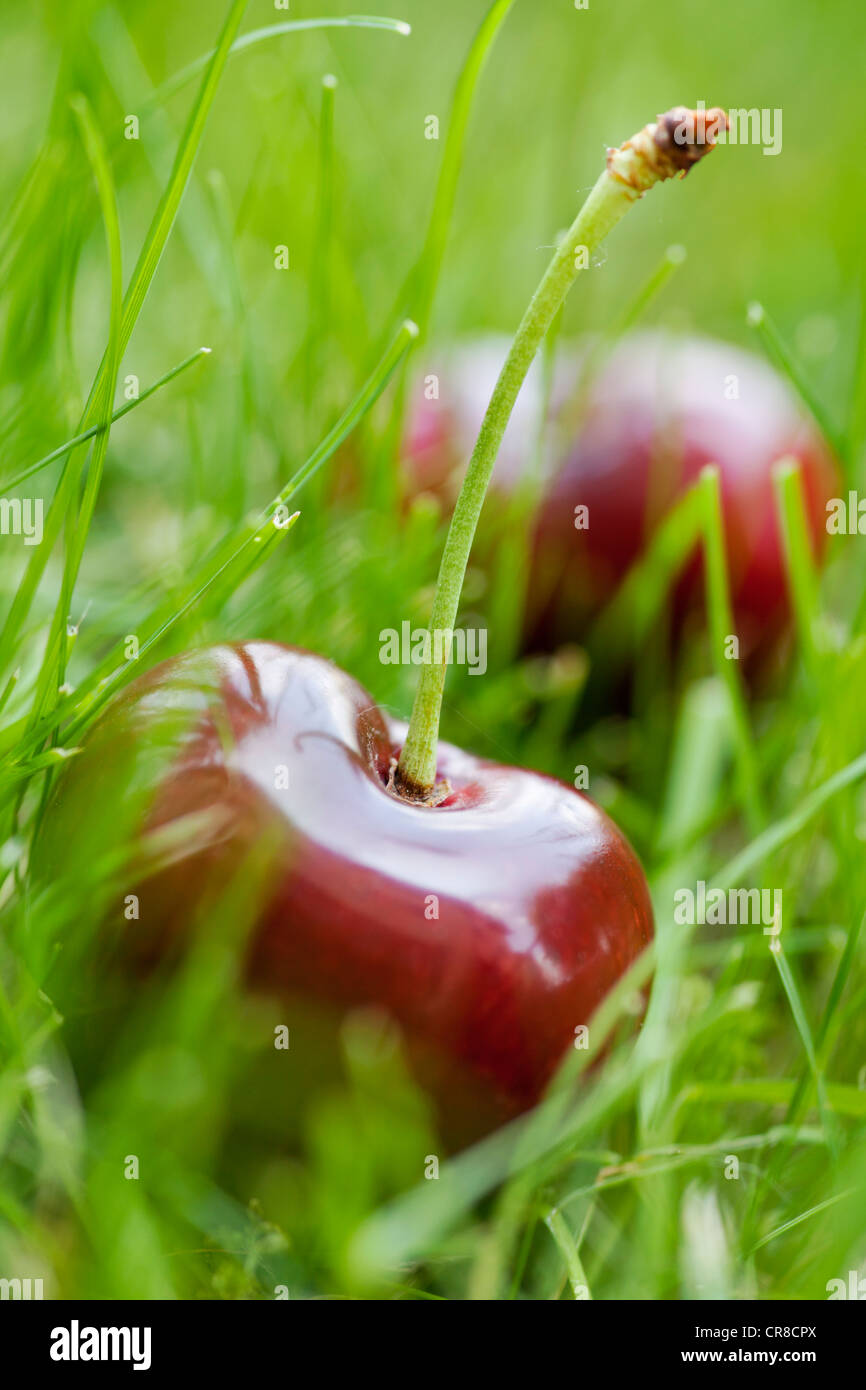 Vignola red Cherries in the grass Stock Photo
