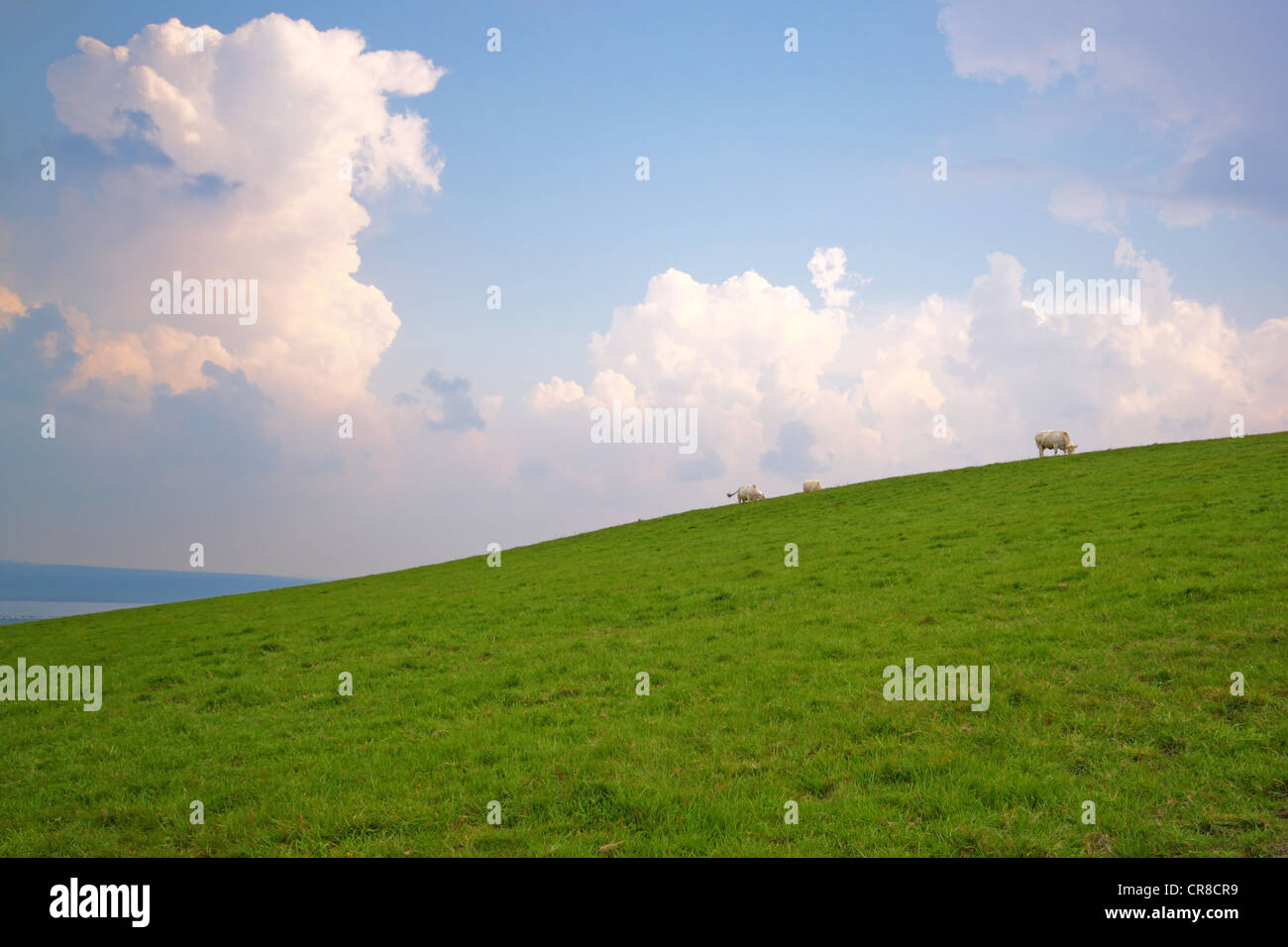 Cows grazing on a slope, under a cloudy sky Stock Photo - Alamy