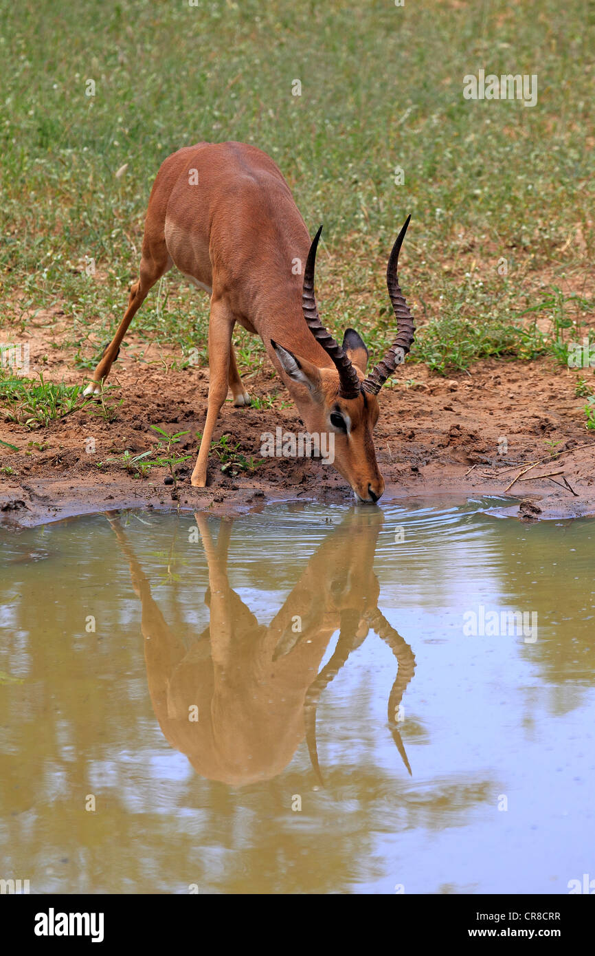 Impala (Aepyceros melampus), adult, male, water, drinking, Sabi Sabi Game Reserve, Kruger National Park, South Africa Stock Photo