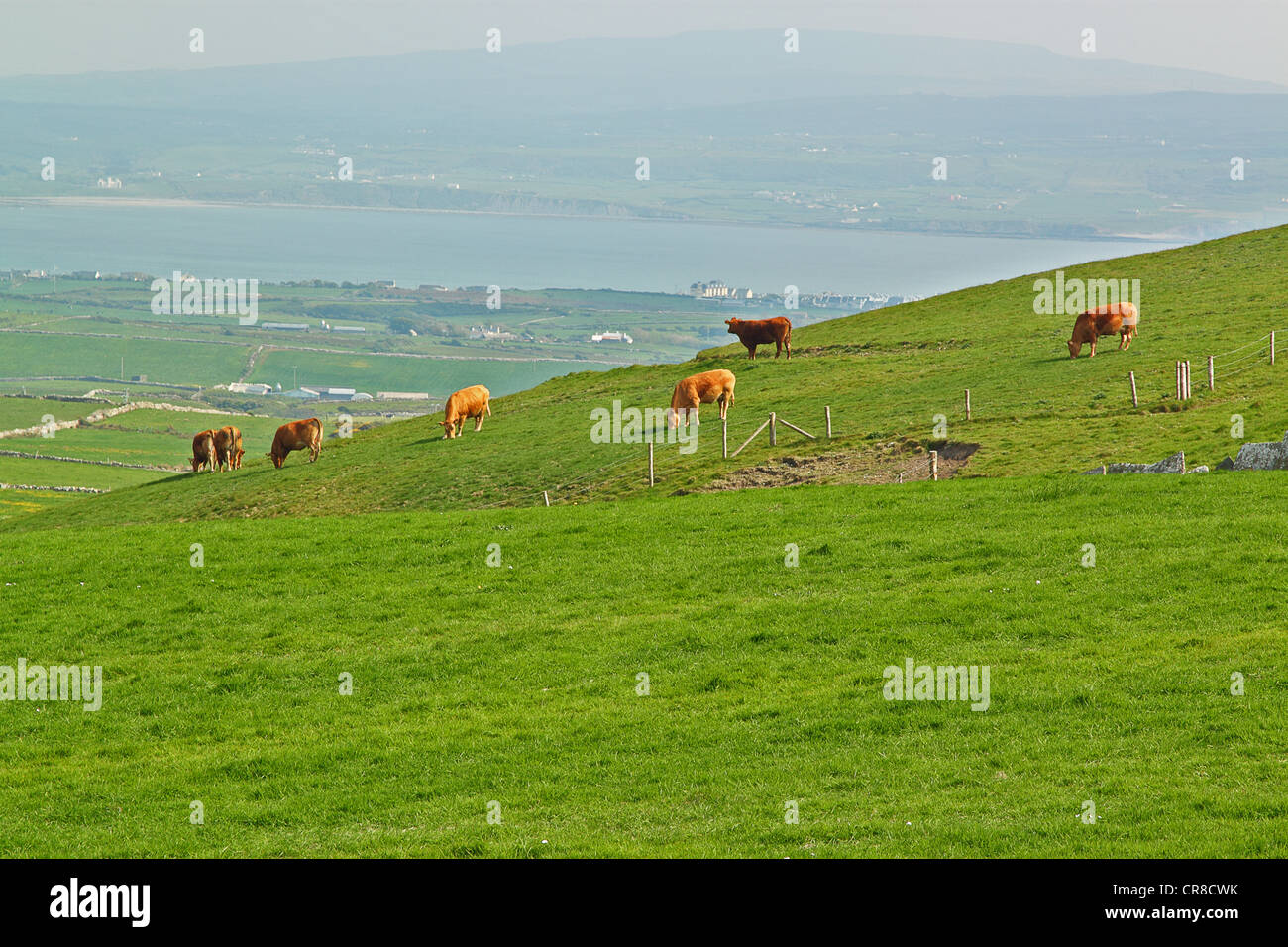 Cows grazing in a meadow green Irish Stock Photo