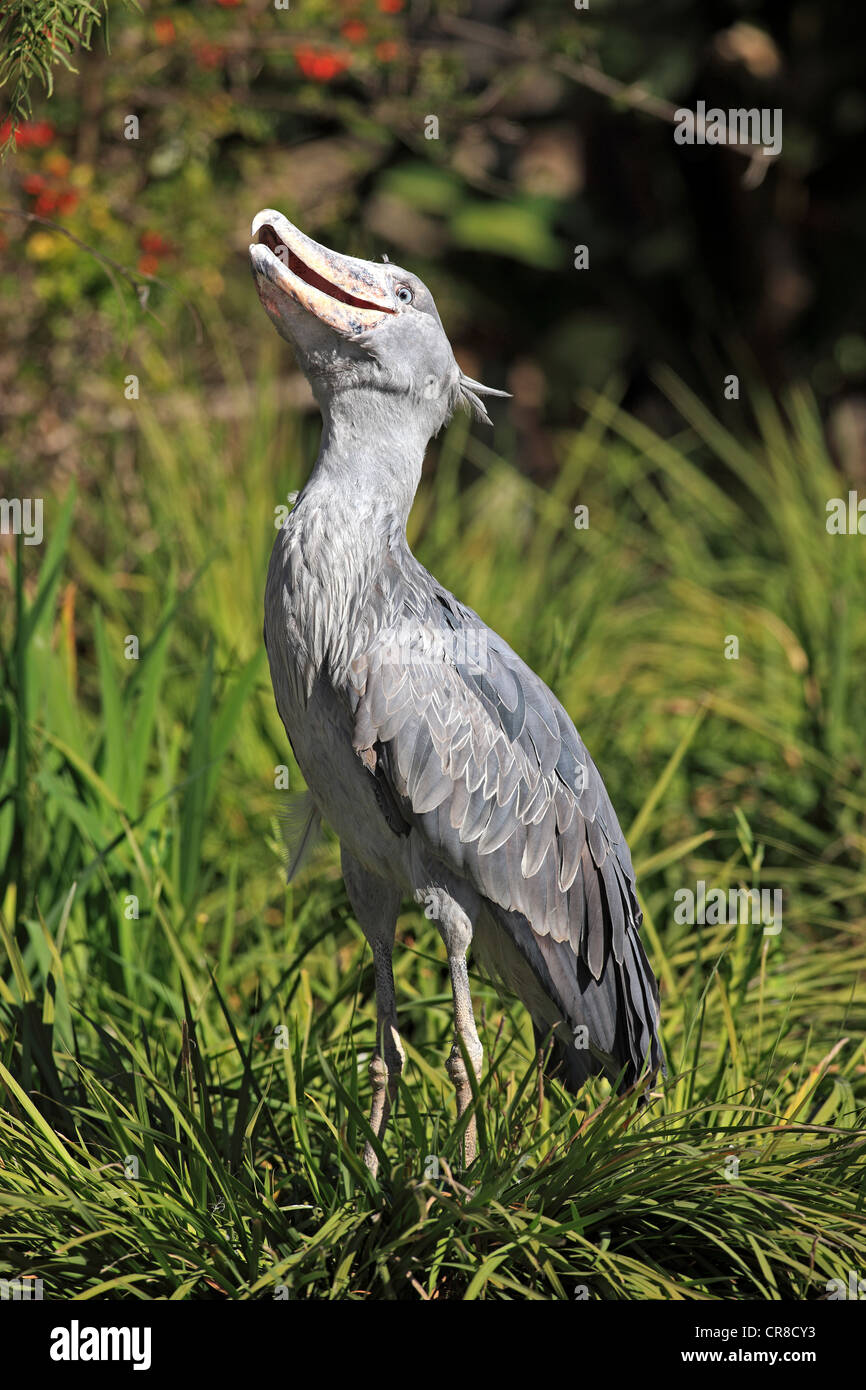 Shoebill (Balaeniceps rex), adult, captive, California, USA Stock Photo ...