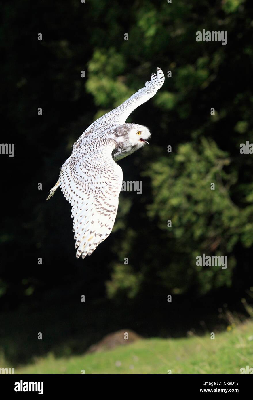 Snowy owl (Nyctea scandiaca), adult in flight, Germany, Europe Stock Photo