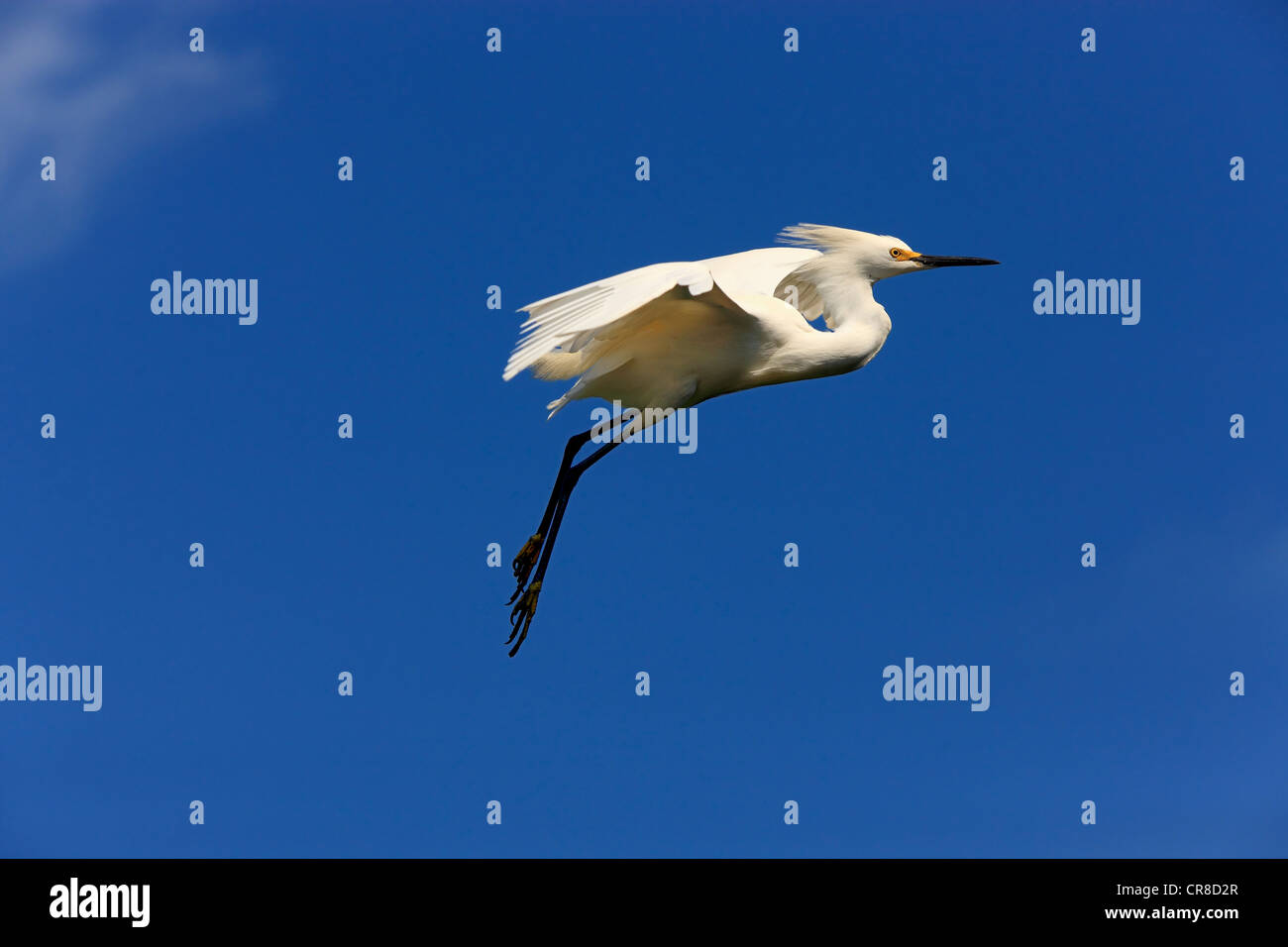 Snowy egret (Egretta thula), adult in flight, Florida, USA Stock Photo