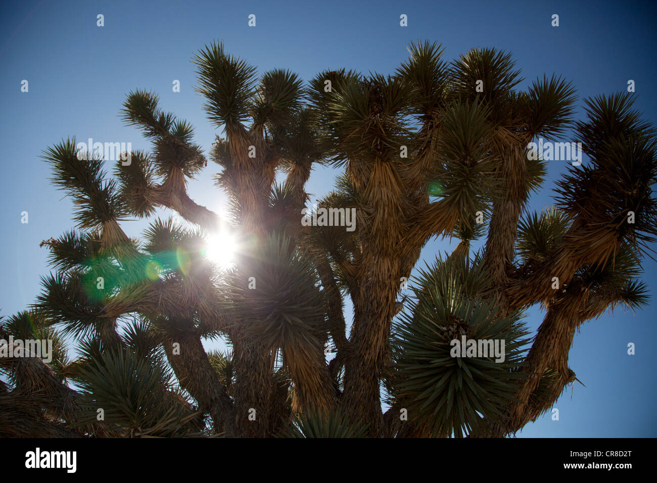 parfum cactus garden CACTUS GARDEN main image 1