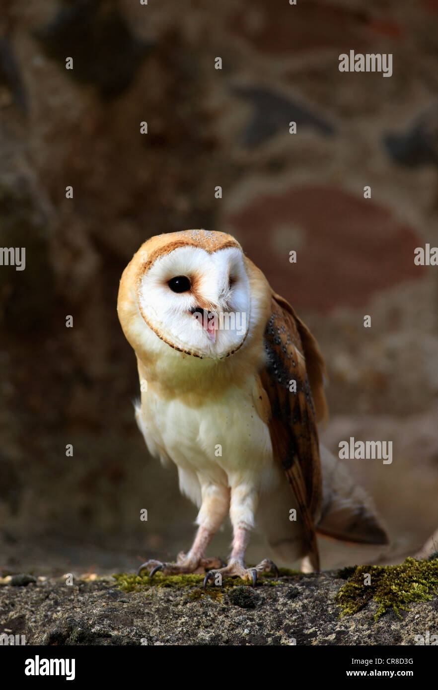 Barn owl (Tyto alba), adult, calling, Germany, Europe Stock Photo