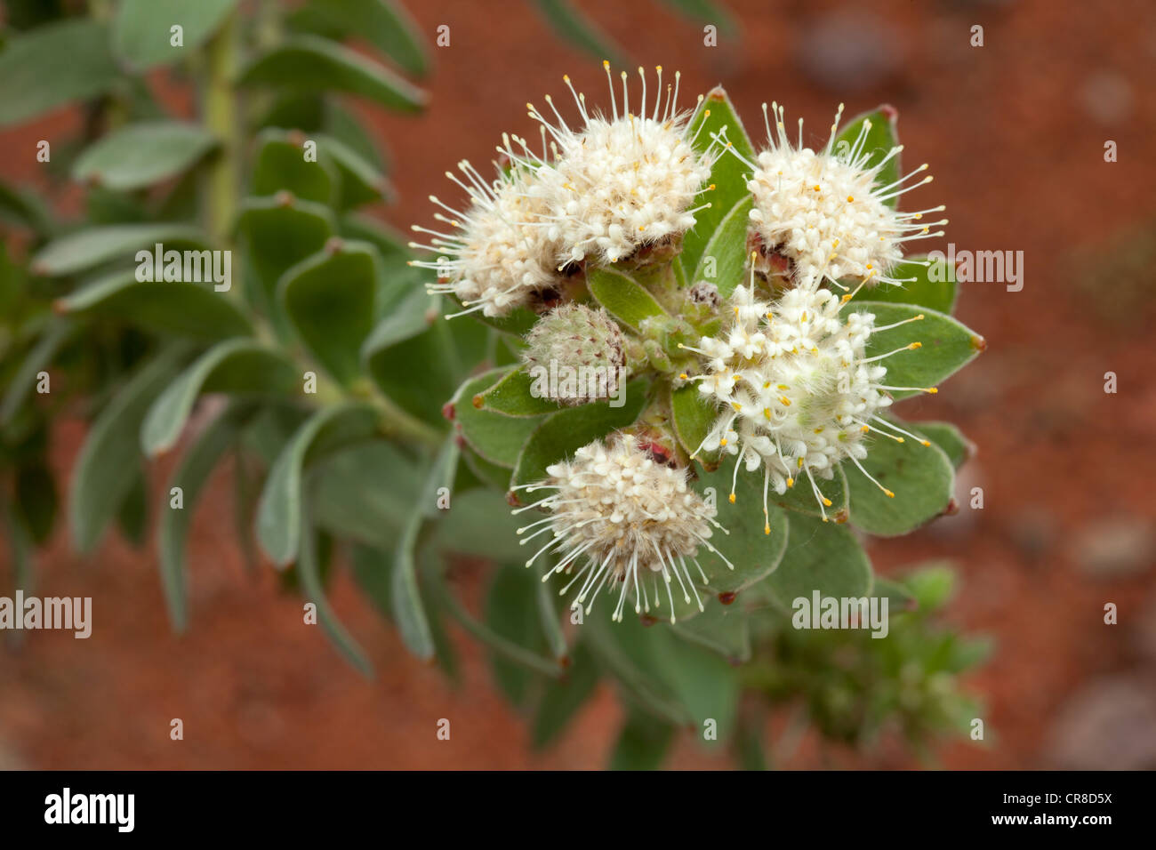 Species of pincushion, Leucospermum bolusii, Proteaceae Stock Photo