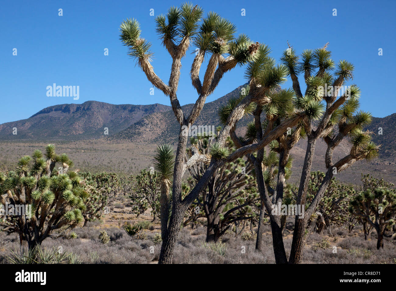 Cactus plant at Arizona Grand Canyon Stock Photo - Alamy