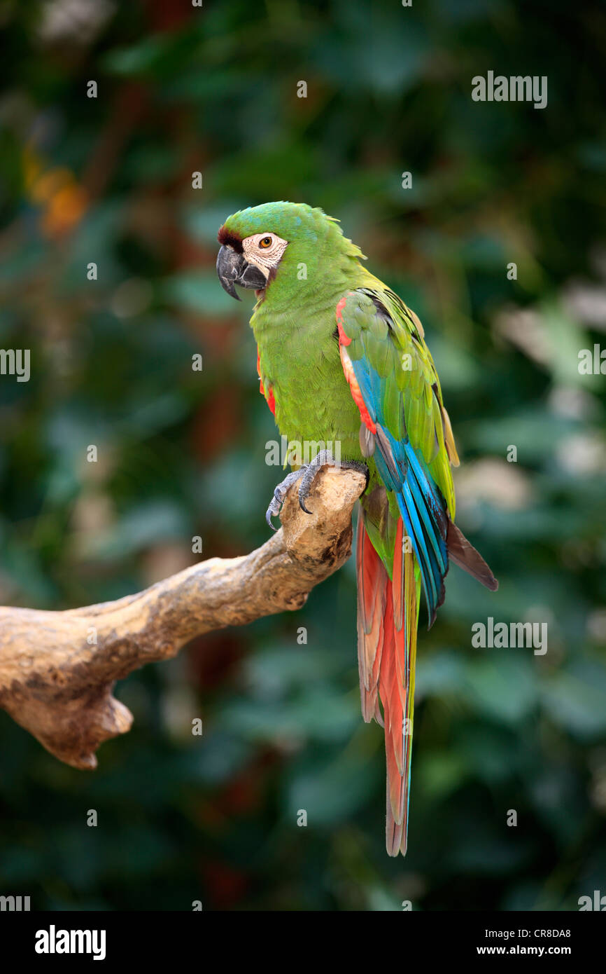 Chestnut-fronted Macaw or Severe Macaw (Ara severus syn. Ara severa Stock  Photo - Alamy