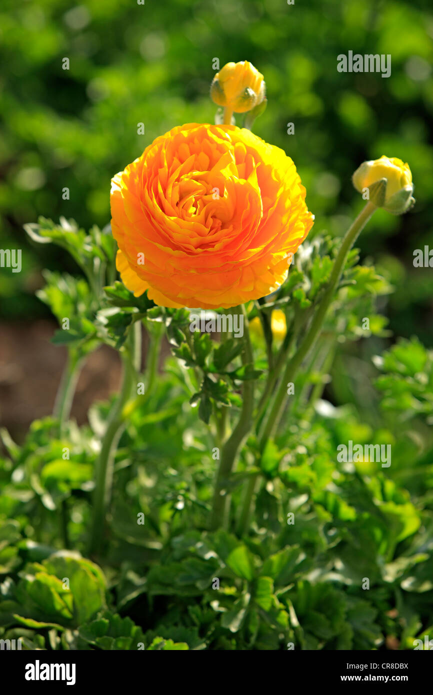 Persian Buttercup or Ranunculus (Ranunculus asiaticus), in flower, Carlsbad, California, USA Stock Photo
