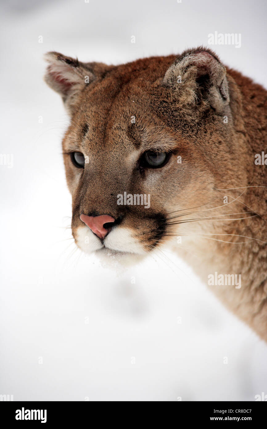 Puma, cougar or mountain lion (Puma concolor), adult, portrait, snow, Montana, USA Stock Photo
