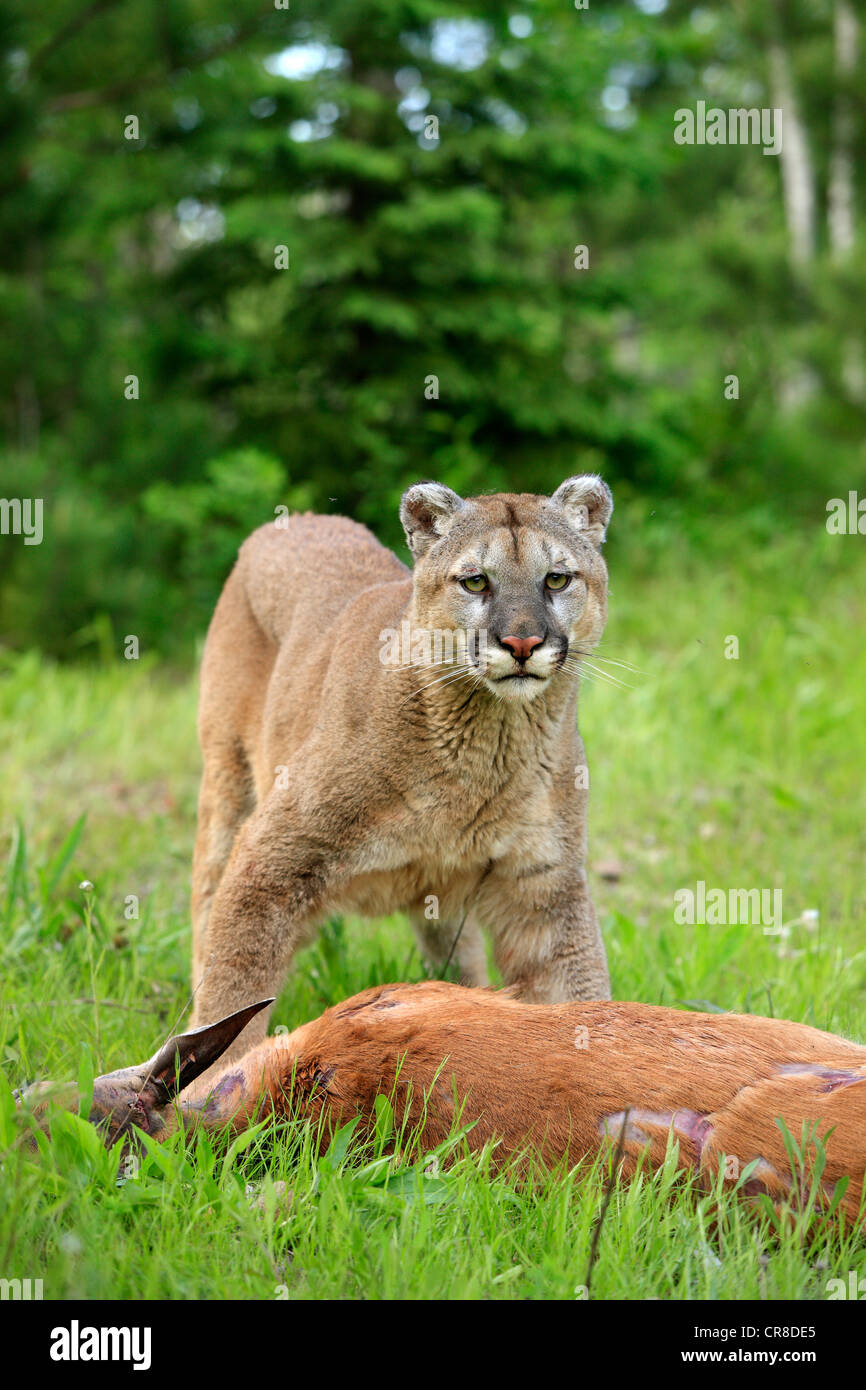 Cougar or Puma (Puma concolor, Felis concolor), adult with prey, Minnesota,  USA Stock Photo - Alamy