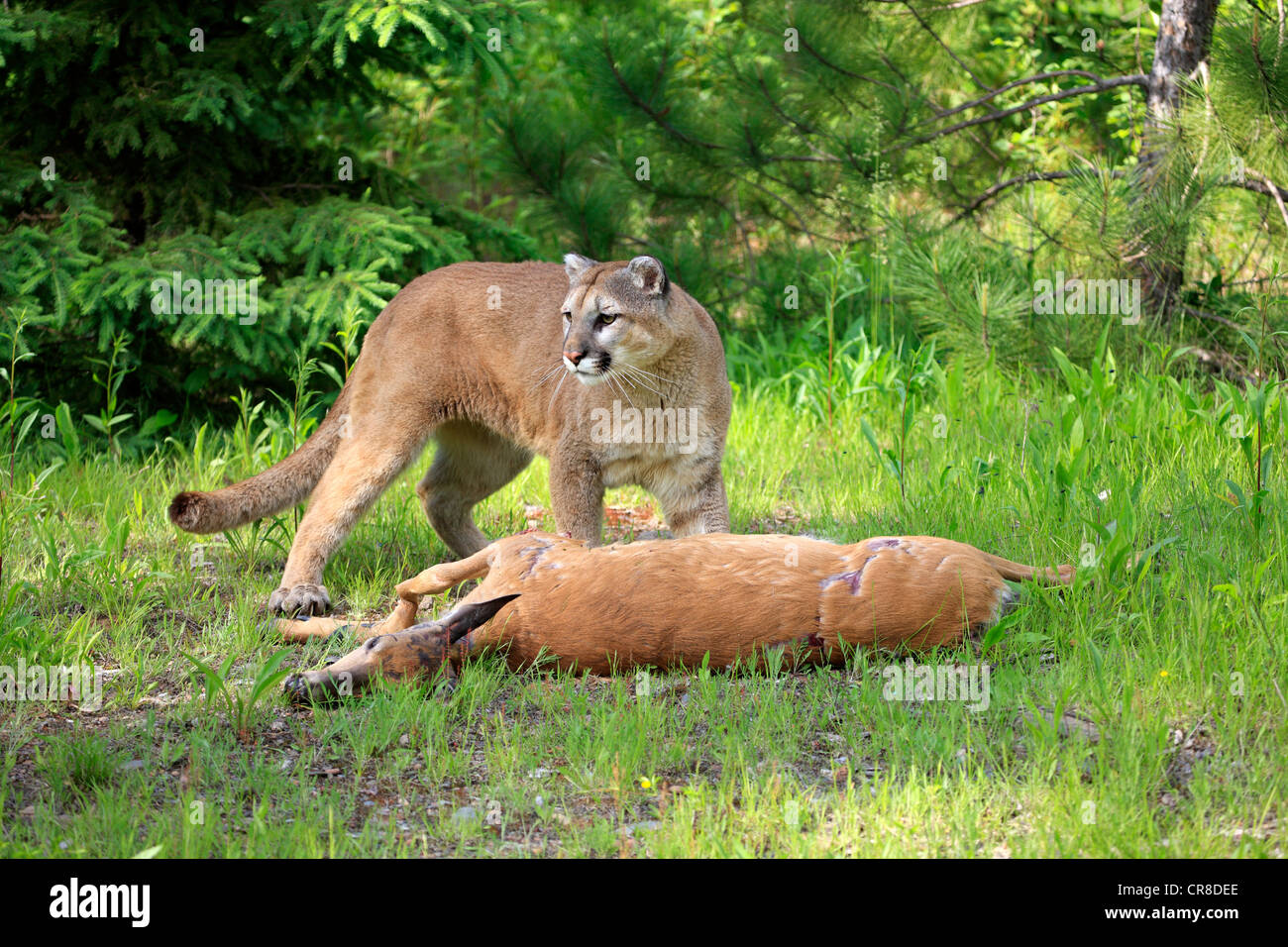 Cougar or Puma (Puma concolor, Felis concolor), adult with prey, Minnesota, USA Stock Photo